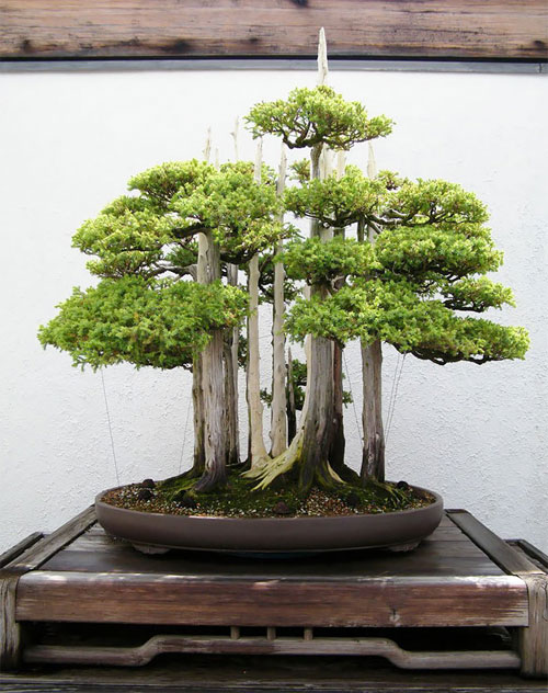 V/v Quy định chức năng, nhiệm vụ, quyền hạn và cơ cấu tổ chức của Sở Y tế tỉnh Hậu Giang